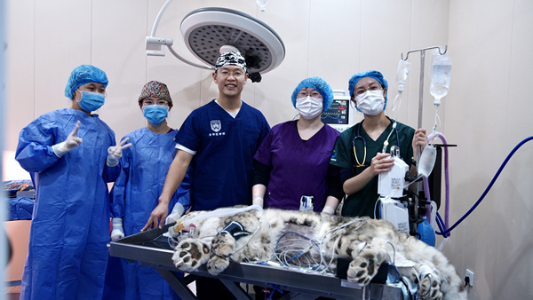 守护动物健康，瑞沃德助力完成世界首例雪豹白内障手术.jpg