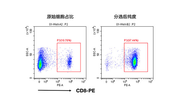 小鼠CD8+细胞分选试剂盒