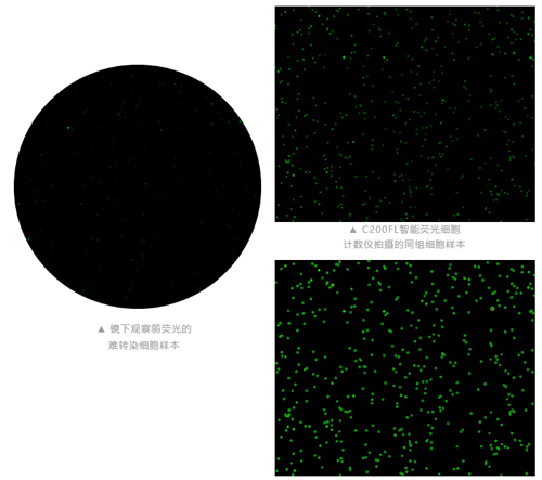 智能荧光细胞计数仪上市，抢先体验高效精准实验新工具！