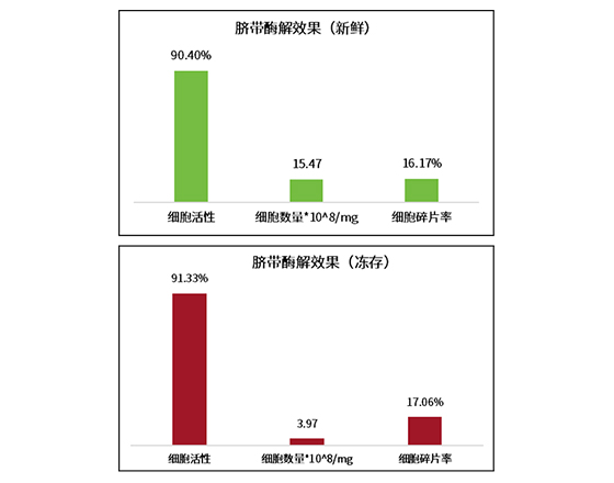 新鲜与冻存脐带组织解离