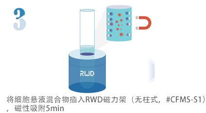 无柱式纳米磁珠细胞分选试剂