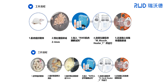 干细胞与肝细胞提取试剂盒