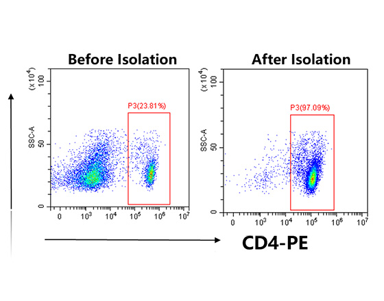 分选小鼠脾脏中的CD4+细胞